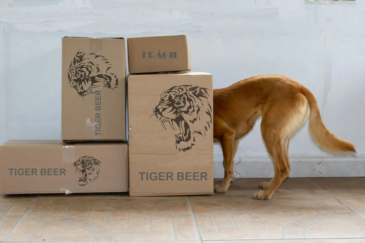 Brown dog sniffing a stack of cardboard boxes on the floor